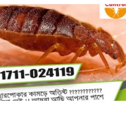 Pest Control Dhaka - Pestokil Bangladesh